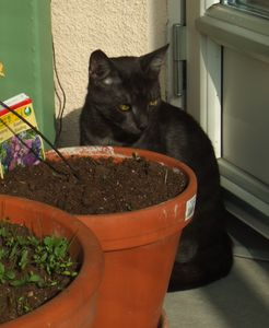 Speedy o Spock - del 3 2