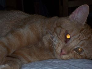Puff 2 o Amber - del 5 2