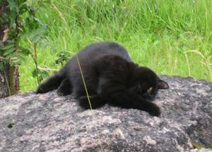 Liten