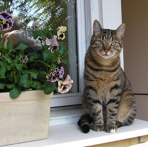 Fergus