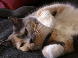 Suzette