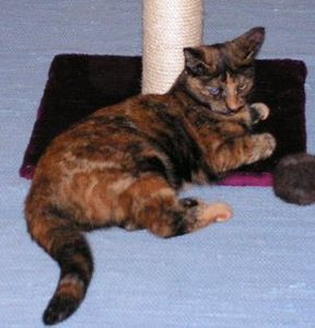Chili 2 och Lazy 2
