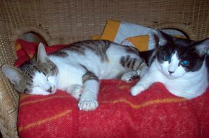 Jepson, Lobelia o Tilde