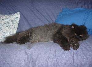 Doris 3 o Stolle 2