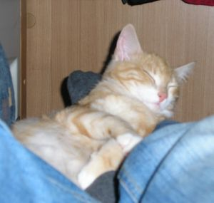 Gismo - del 11 2