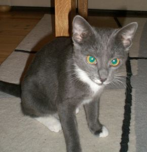 Nellie