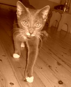 Nellie 2