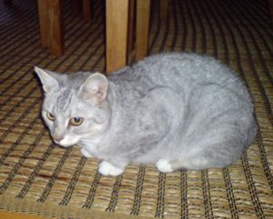 Lakka