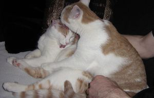 Ramses o Rafael 2