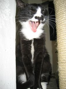 Kofi