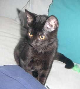Wille 2