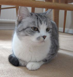Pixel