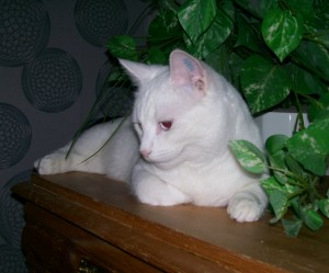 Affe 2