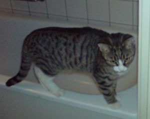 Hannes