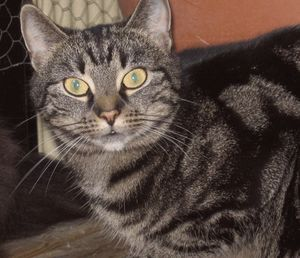 Tabitha