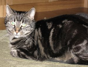 Tabitha 2