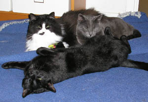 Gandalf 2, Lucy 2, Santa C, Tippen o Kott 2
