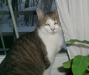 Tessie