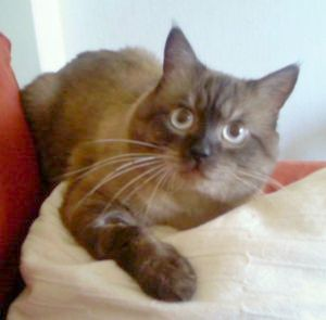 Igor