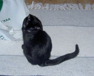 Mikki
