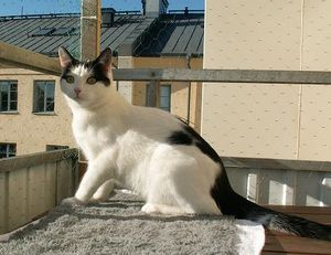 Snurre 2