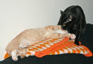 Lillskiten 2