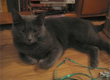 Grey 2