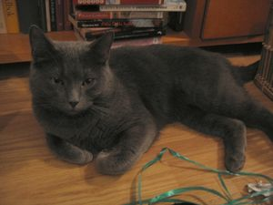 Grey 2
