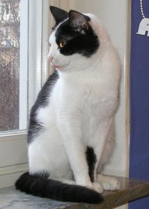 Artemis