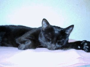 Wilma 3