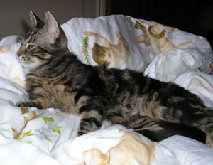 Fergus o Valentin