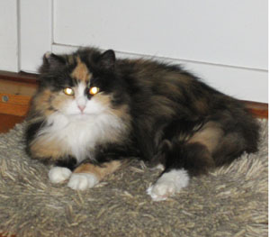 Kora
