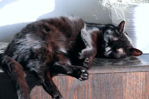 Korin o Koen