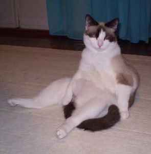Chaton o Tache - del 2