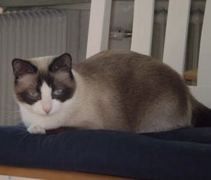 Chaton o Tache - del 2 2