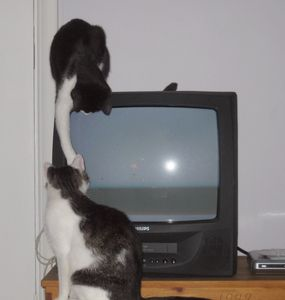 Kattis o Sim