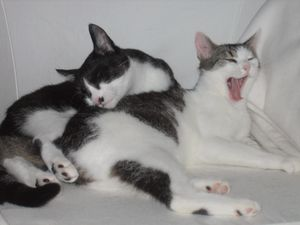 Kattis o Sim 2