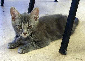 Gustaf the Grey -- som liten