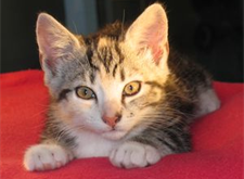 Shere Khan