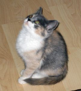 Hanna