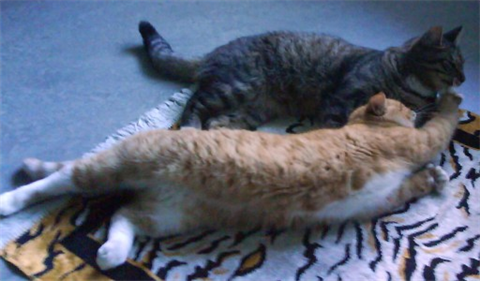 Ginger o Tim - hem nr 2