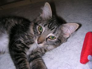 Lady Grey - som liten