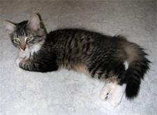 Lady Grey - som liten 2