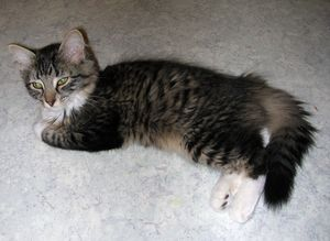 Lady Grey - som liten 2