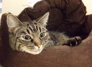 Jovi