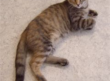 Saya