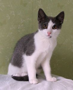 Vilda