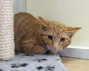 Horatio