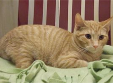 Horatio 2