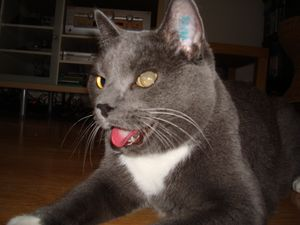 Nikita o Cosmos